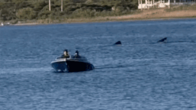 'There's a shark in the pond!': 20-foot predator startles Rhode Island diners