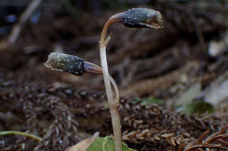 On the Northern Ryukyu Islands of Kuroshima, Takeshima and Yakushima exist the only wild populations of plants known to reproduce solely by self-pollination (Gastrodia kuroshimensis). Credit: Yamashita Hiroaki On the origin (and fate) of plants that never bloom
