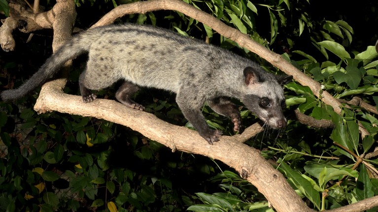 Common Palm Civet (Paradoxurus hermaphroditus) on a branch in an urban garden in Ipoh, Perak, Malaysia.