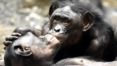 Getty Images Apes kissing