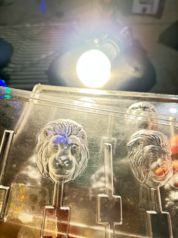 My Everyday Life Week 48 of 2025- Tracy Benjamin of Shutterbean.com