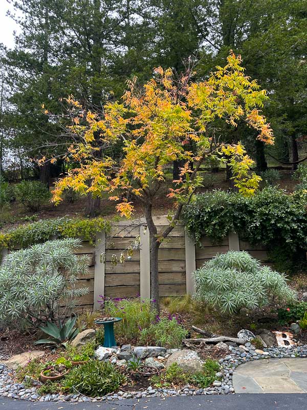 My Everyday Life Week 48 of 2025- Tracy Benjamin of Shutterbean.com