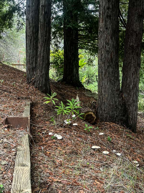 My Everyday Life Week 48 of 2025- Tracy Benjamin of Shutterbean.com