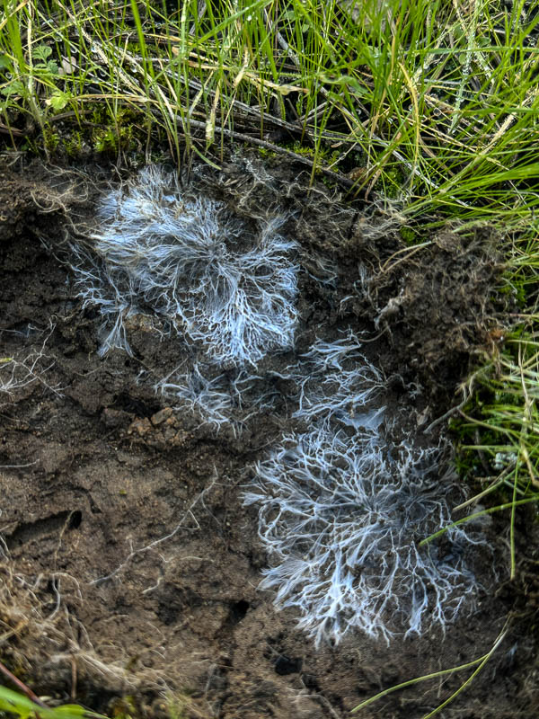 My Everyday Life Week 48 of 2025- Tracy Benjamin of Shutterbean.com