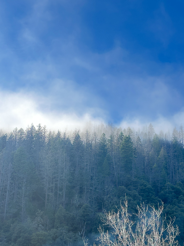 My Everyday Life Week 48 of 2025- Tracy Benjamin of Shutterbean.com