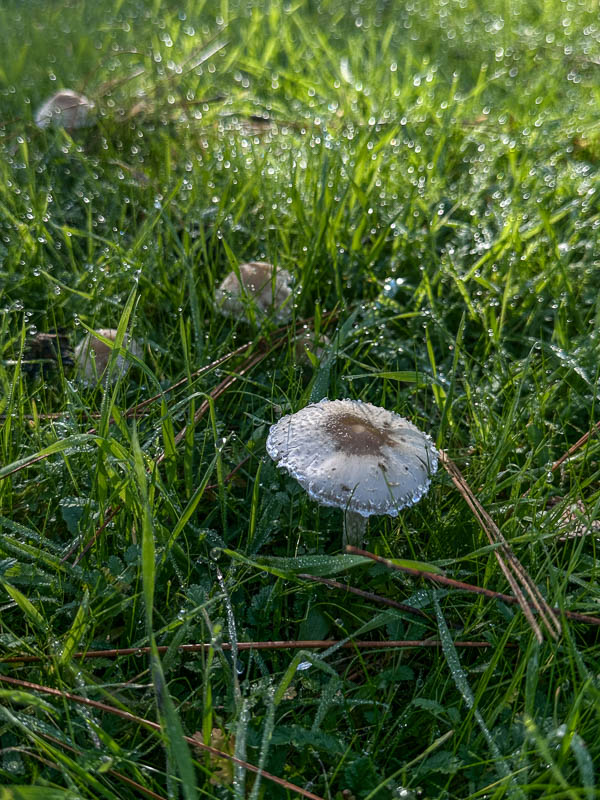  My Everyday Life Week 48 of 2025- Tracy Benjamin of Shutterbean.com