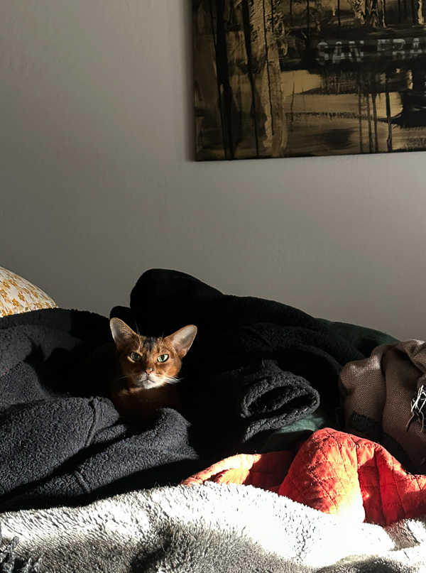 My Everyday Life Week 48 of 2025- Tracy Benjamin of Shutterbean.com